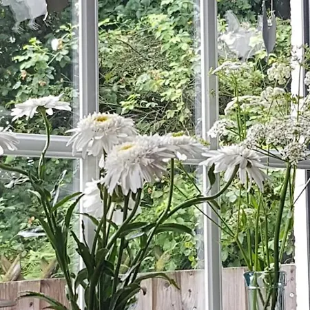 Greetje Daire Olsberg