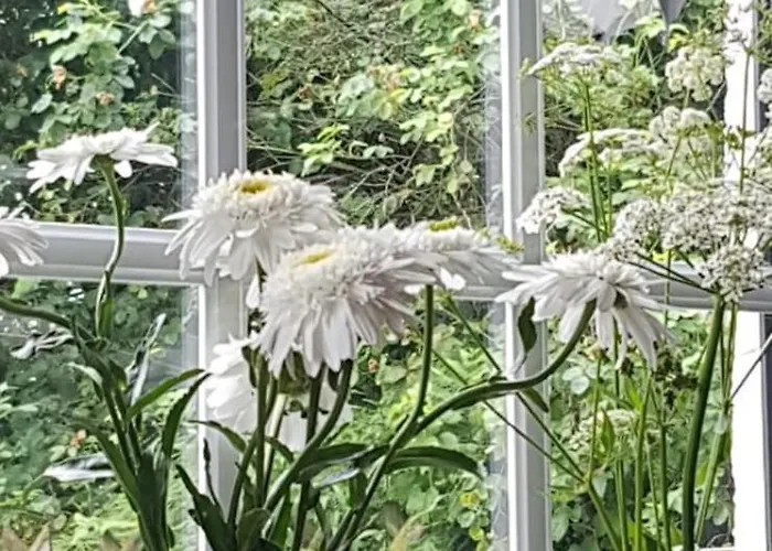 Greetje Lejlighed Olsberg